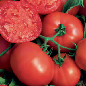 Annual - Tomatoes