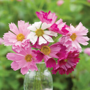 Annual - Cosmos
