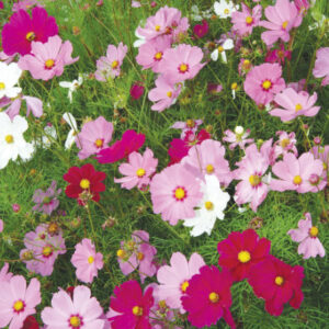 Cosmos - Sensation Mix