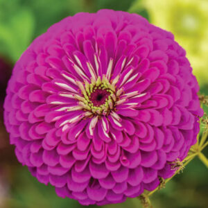 Purple Prince