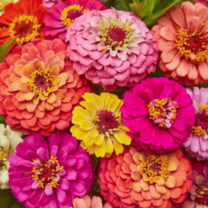 Annual - Zinnia