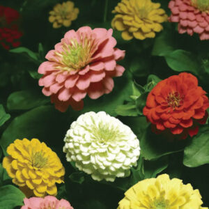 Zinnia - Burpees Big Tetra Mix