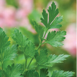 Parsley - Single Italian