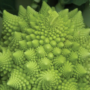Broccoli - Romanesco