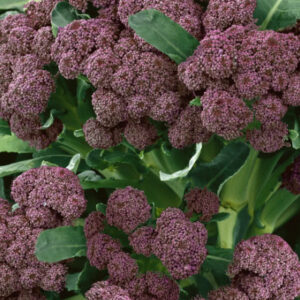 Broccoli - Purple Sprouting