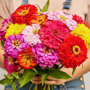 Zinnia, Giant Flowered Mixed Colors