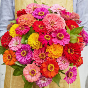 Zinnia - State Fair Mix