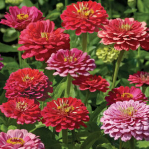 Zinnia - Exquisite