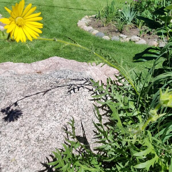 Compass Plant (Silphium laciniatum) - Image 2