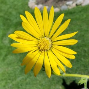 Compass Plant (Silphium laciniatum)