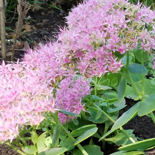 Sedum - Light Pink