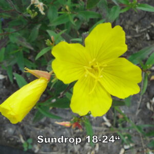 Sundrop (Oenothera fruticosa)