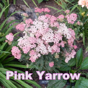 Yarrow (Achillea)