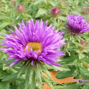 Aster - Purple