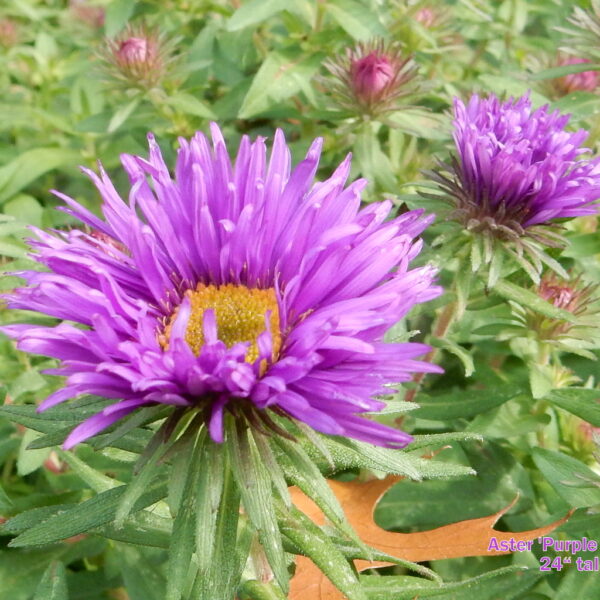 Aster - Purple