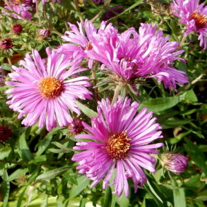 Aster - Pink