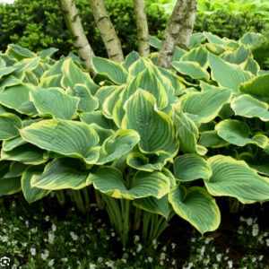 Hosta 'Sagae'