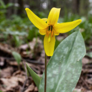 Trout Lily - Yellow