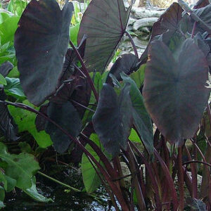 Taro - Dark Leaf 'Black Magic'