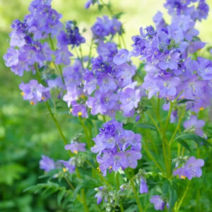 Jacob's Ladder (Polemonium reptans)