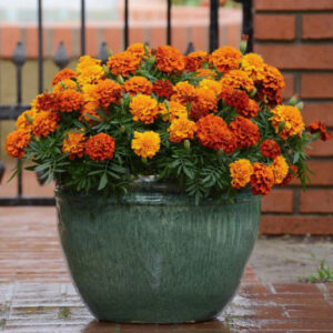 Annual - Marigolds