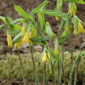 Uvularia Grandiflora (Large Flowered Bellwort)