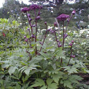 Angelica gigas