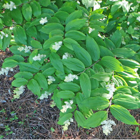 False Solomon's Seal
