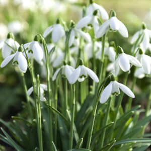 Snowdrop (Galanthus)