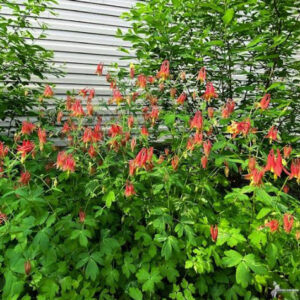 Columbine