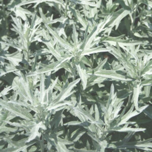 Artemisia ludoviciana 'Silver King'