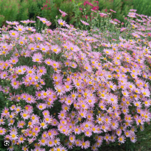 Chrysanthemum 'Clara Curtis'