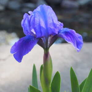 Iris - Purple - 12"