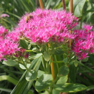 Sedum - Medium Pink