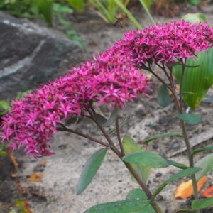 Sedum - Mr. Goodbud