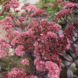 Sedum - Bronze Leaf - Pink flower