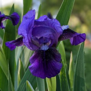 Iris - 16- 18"