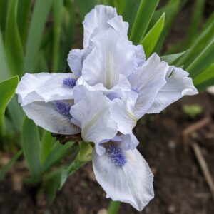 Iris - Light blue and white 12"