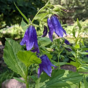 Campanula 'Kent Belle'