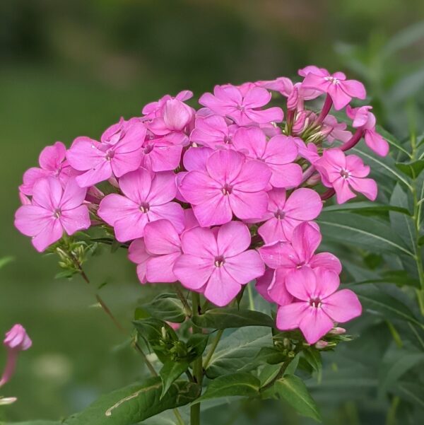 Phlox - Pink