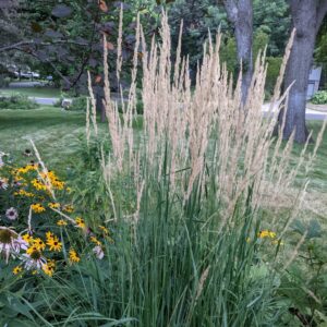 Karl Foerster Feather Reed Grass
