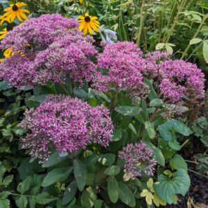 Sedum - Rosy Pink
