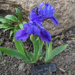 Iris - 'Smell the Roses' - 8-10"