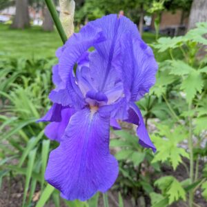 Iris - Mary's purple
