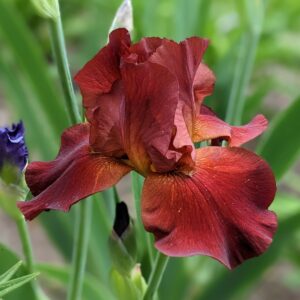 Iris - Samurai Warrior