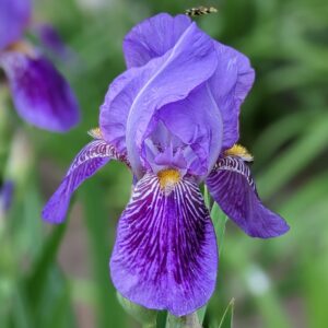 Iris - Monsignor