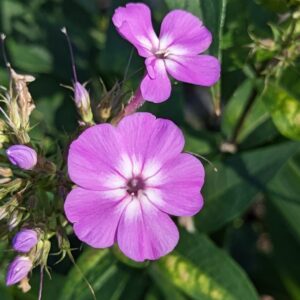 Phlox - Purple with white eye