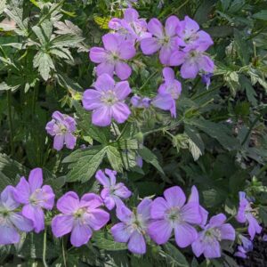 Geranium - Pink