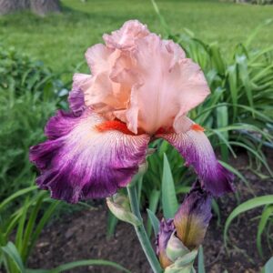 Iris -  Cherry Blossom Song