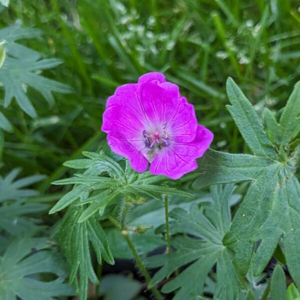 Geranium cranesbills - vivid pink